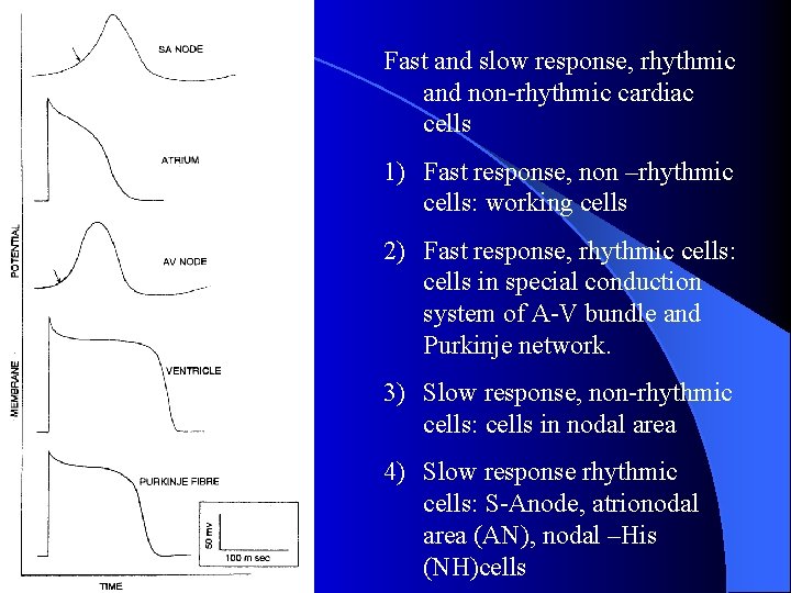 Fast and slow response, rhythmic and non-rhythmic cardiac cells 1) Fast response, non –rhythmic