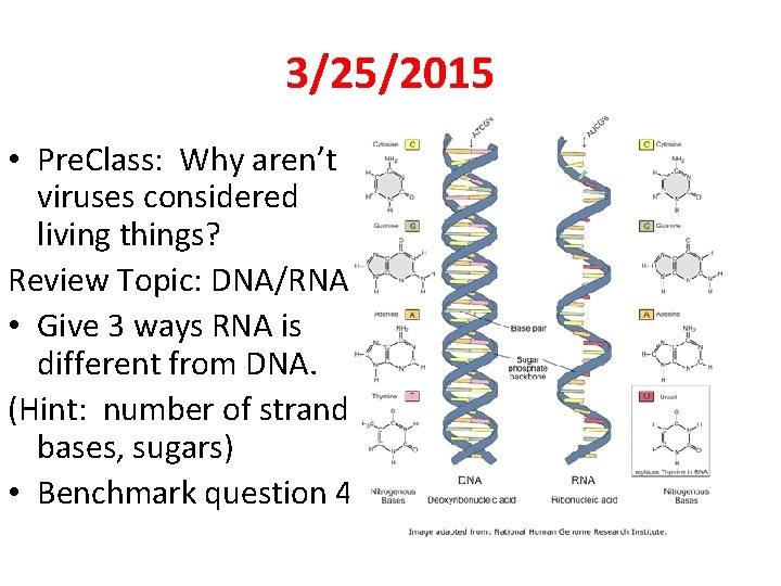 3/25/2015 • Pre. Class: Why aren’t viruses considered living things? Review Topic: DNA/RNA •