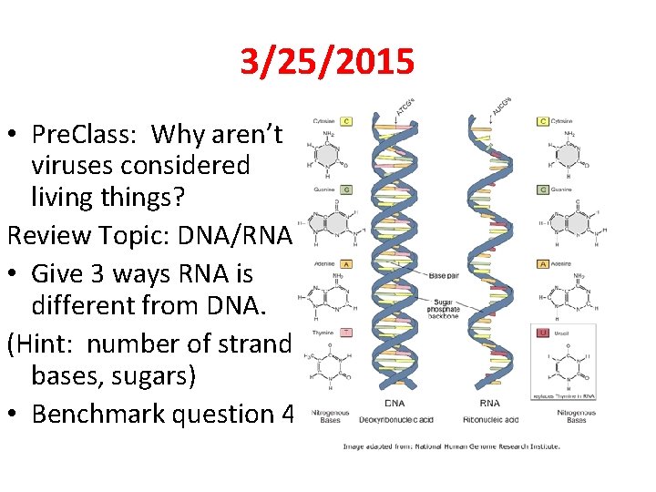 3/25/2015 • Pre. Class: Why aren’t viruses considered living things? Review Topic: DNA/RNA •