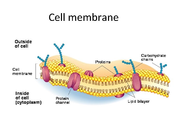 Cell membrane 