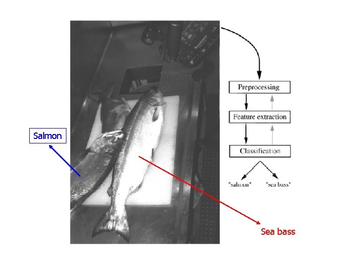 Salmon Sea bass Salmon Sea bass