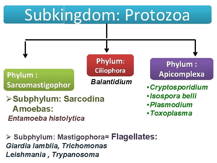 Subkingdom: Protozoa Phylum: Phylum : Sarcomastigophor Ciliophora Balantidium ØSubphylum: Sarcodina Amoebas: Entamoeba histolytica Phylum