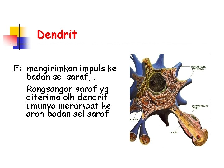 Dendrit F: mengirimkan impuls ke badan sel saraf, . Rangsangan saraf yg diterima olh
