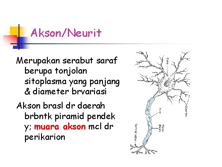 Akson/Neurit Merupakan serabut saraf berupa tonjolan sitoplasma yang panjang & diameter brvariasi Akson brasl