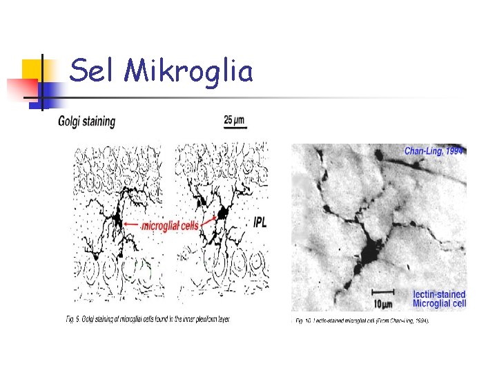 Sel Mikroglia 