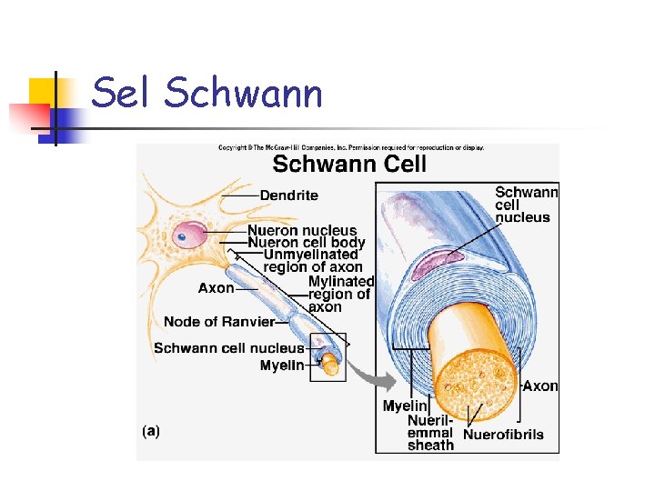 Sel Schwann 