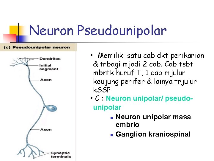 Neuron Pseudounipolar • Memiliki satu cab dkt perikarion & trbagi mjadi 2 cab. Cab