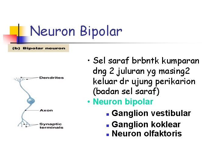 Neuron Bipolar • Sel saraf brbntk kumparan dng 2 juluran yg masing 2 keluar