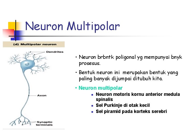 Neuron Multipolar • Neuron brbntk poligonal yg mempunyai bnyk prosesus. • Bentuk neuron ini