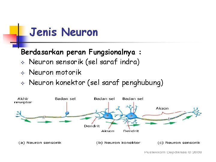 Jenis Neuron Berdasarkan peran Fungsionalnya : v Neuron sensorik (sel saraf indra) v Neuron