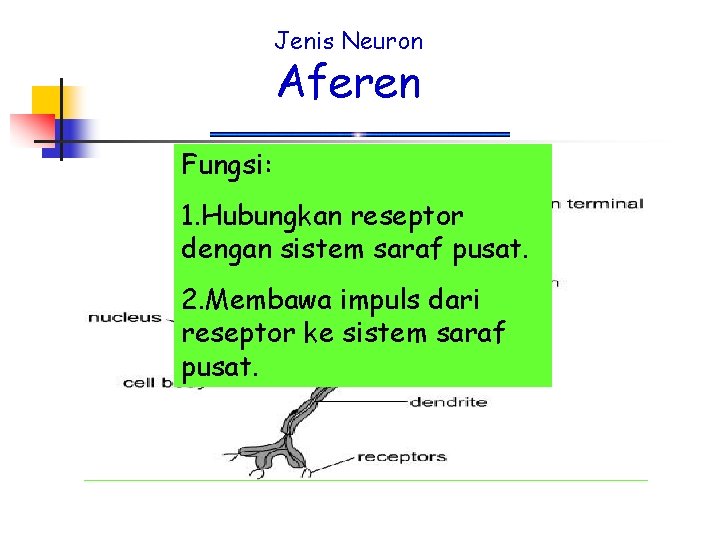 Jenis Neuron Aferen Fungsi: 1. Hubungkan reseptor dengan sistem saraf pusat. 2. Membawa impuls