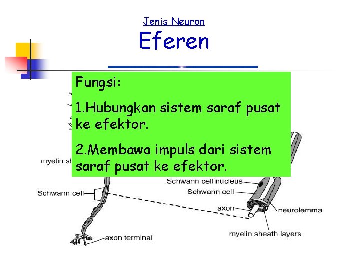 Jenis Neuron Eferen Fungsi: 1. Hubungkan sistem saraf pusat ke efektor. 2. Membawa impuls