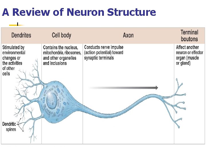 A Review of Neuron Structure 