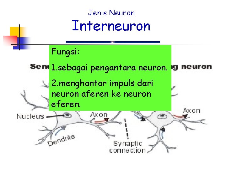 Jenis Neuron Interneuron Fungsi: 1. sebagai pengantara neuron. 2. menghantar impuls dari neuron aferen