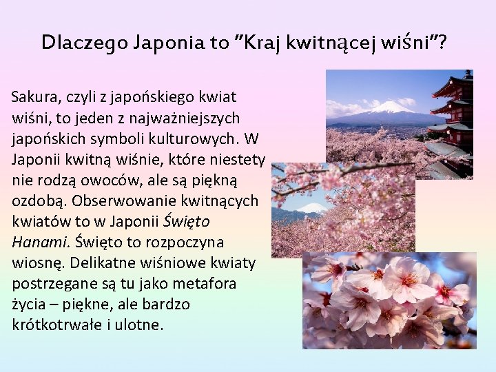 Dlaczego Japonia to ”Kraj kwitnącej wiśni”? Sakura, czyli z japońskiego kwiat wiśni, to jeden