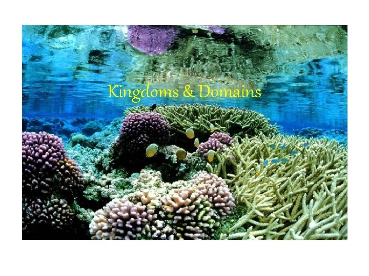 Kingdoms & Domains 