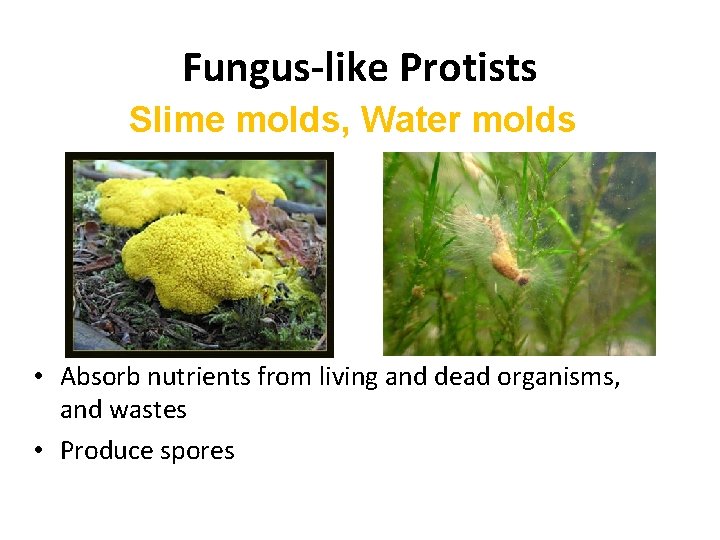 Fungus-like Protists Slime molds, Water molds • Absorb nutrients from living and dead organisms,