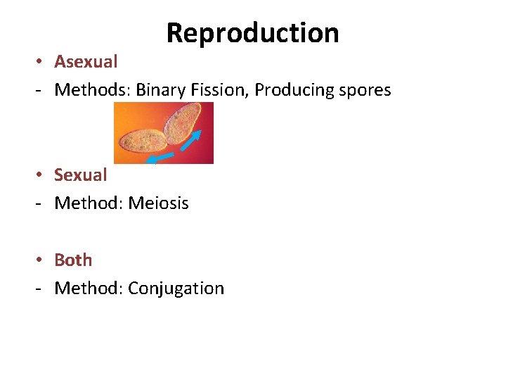 Reproduction • Asexual - Methods: Binary Fission, Producing spores • Sexual - Method: Meiosis