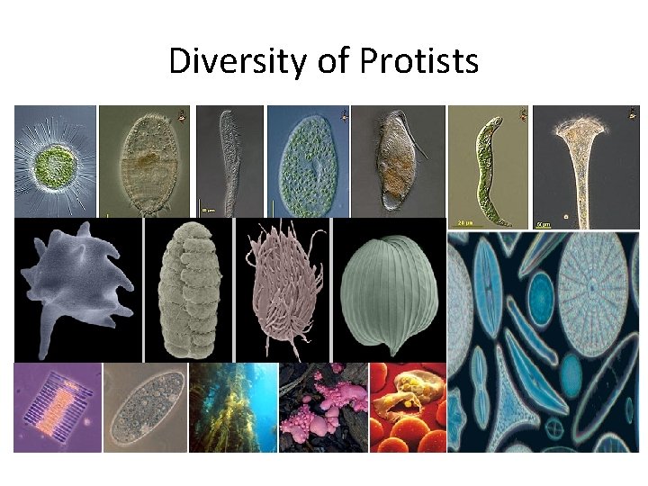 Diversity of Protists 