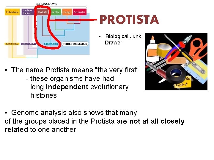 PROTISTA • Biological Junk Drawer • The name Protista means "the very first“ -