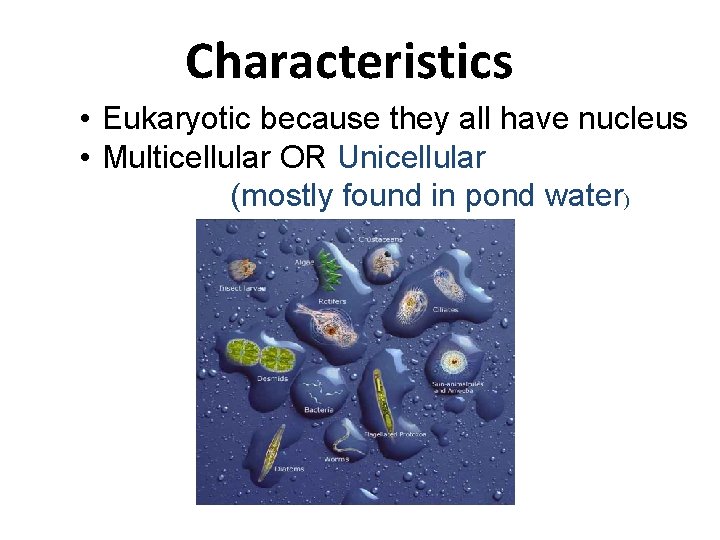 Characteristics • Eukaryotic because they all have nucleus • Multicellular OR Unicellular (mostly found