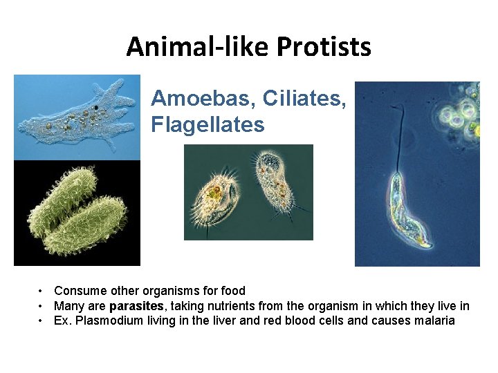 Animal-like Protists Amoebas, Ciliates, Flagellates • Consume other organisms for food • Many are