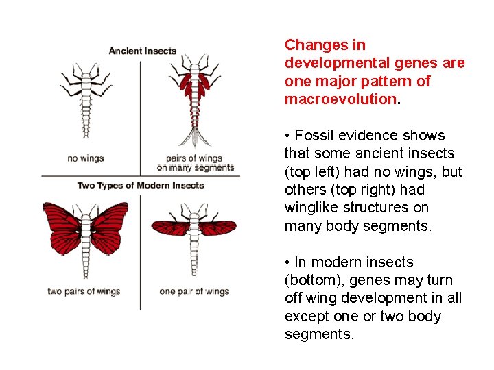 Changes in developmental genes are one major pattern of macroevolution. • Fossil evidence shows