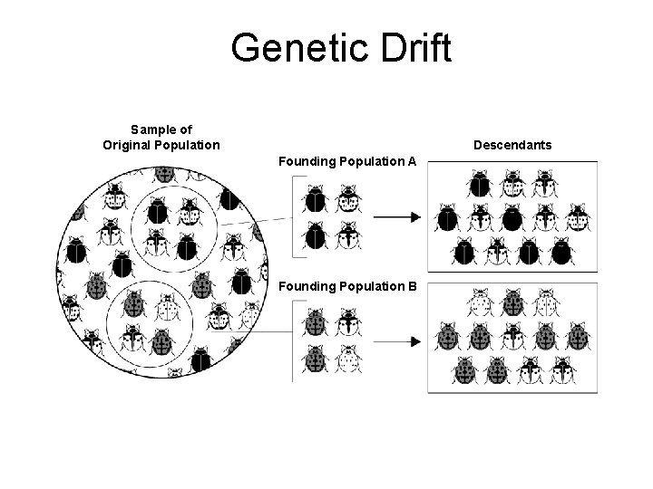 Genetic Drift Sample of Original Population Descendants Founding Population A Founding Population B 
