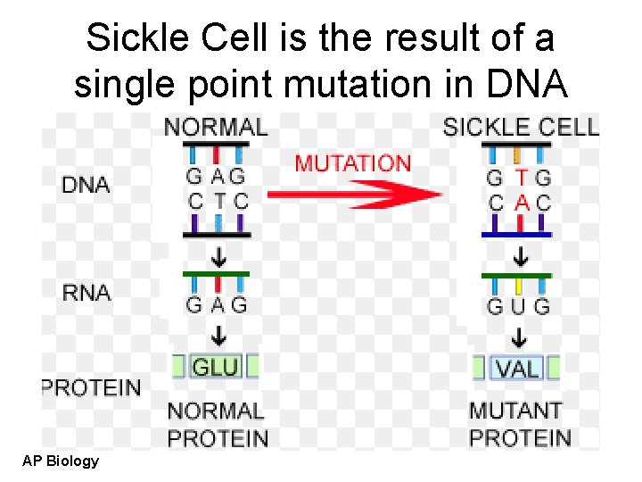 Sickle Cell is the result of a single point mutation in DNA AP Biology