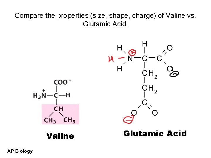 Compare the properties (size, shape, charge) of Valine vs. Glutamic Acid. Valine AP Biology