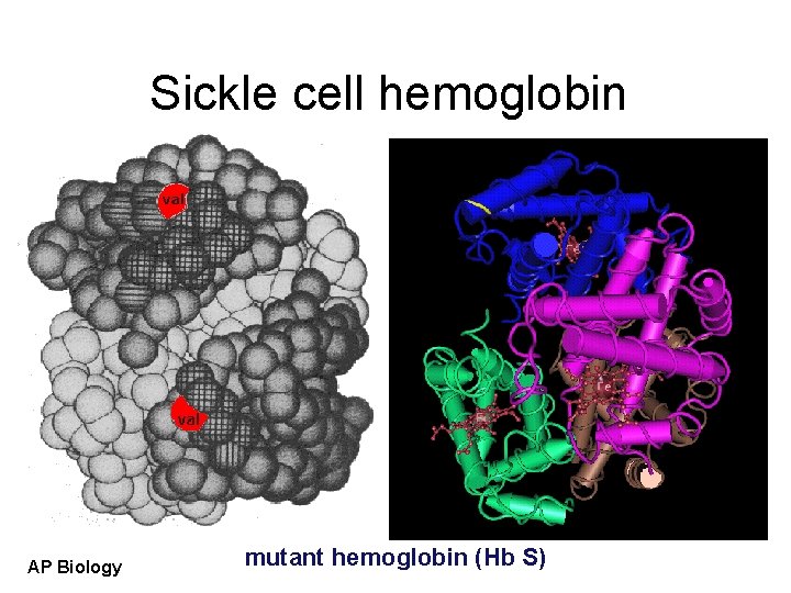 Sickle cell hemoglobin AP Biology mutant hemoglobin (Hb S) 