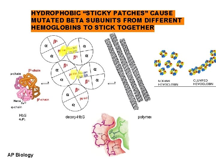 HYDROPHOBIC “STICKY PATCHES” CAUSE MUTATED BETA SUBUNITS FROM DIFFERENT HEMOGLOBINS TO STICK TOGETHER AP