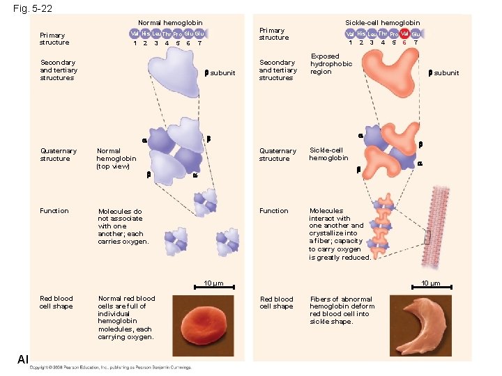 Fig. 5 -22 Normal hemoglobin Primary structure 1 2 3 4 5 6 7