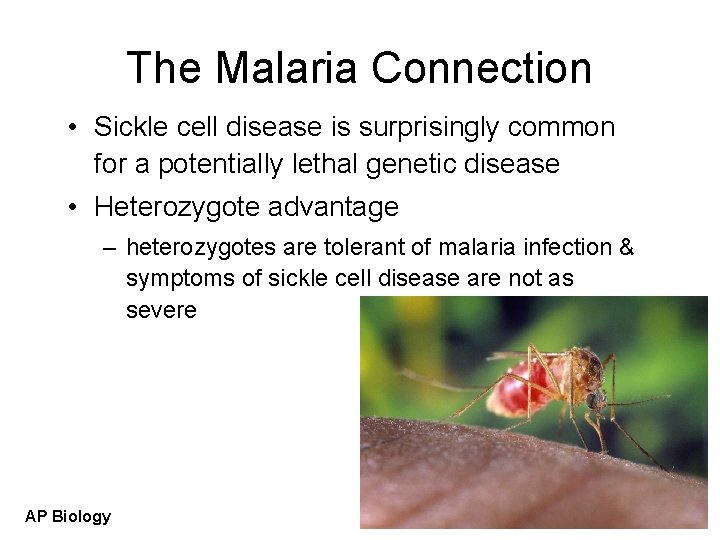 The Malaria Connection • Sickle cell disease is surprisingly common for a potentially lethal