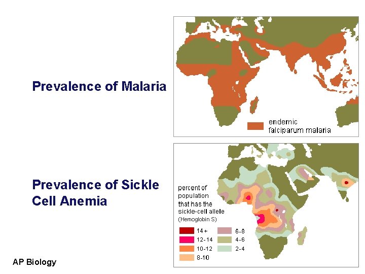 Prevalence of Malaria Prevalence of Sickle Cell Anemia AP Biology 