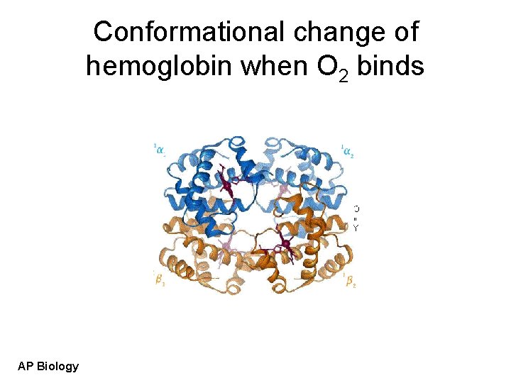 Conformational change of hemoglobin when O 2 binds AP Biology 