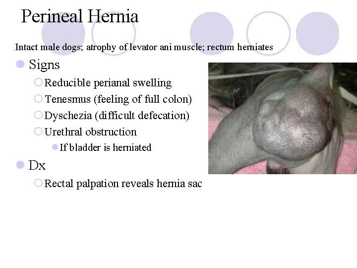 Perineal Hernia Intact male dogs; atrophy of levator ani muscle; rectum herniates l Signs