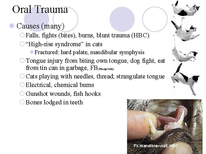 Oral Trauma l Causes (many) ¡ Falls, fights (bites), burns, blunt trauma (HBC) ¡