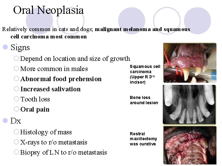 Oral Neoplasia Relatively common in cats and dogs; malignant melanoma and squamous cell carcinoma