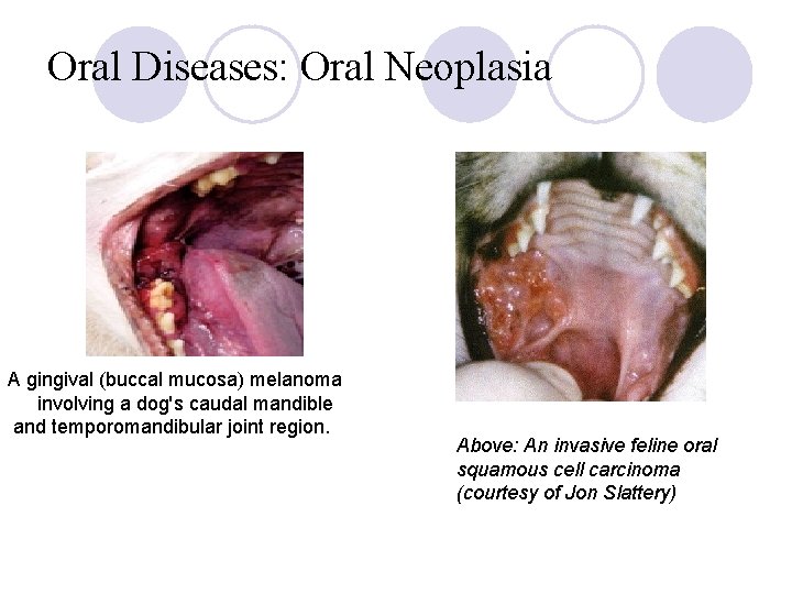 Oral Diseases: Oral Neoplasia A gingival (buccal mucosa) melanoma involving a dog's caudal mandible