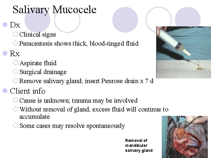 Salivary Mucocele l Dx ¡ Clinical signs ¡ Paracentesis shows thick, blood-tinged fluid l