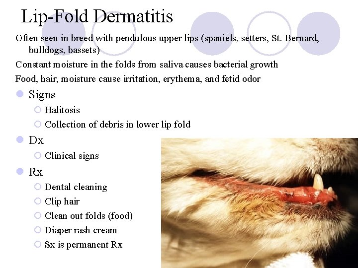 Lip-Fold Dermatitis Often seen in breed with pendulous upper lips (spaniels, setters, St. Bernard,