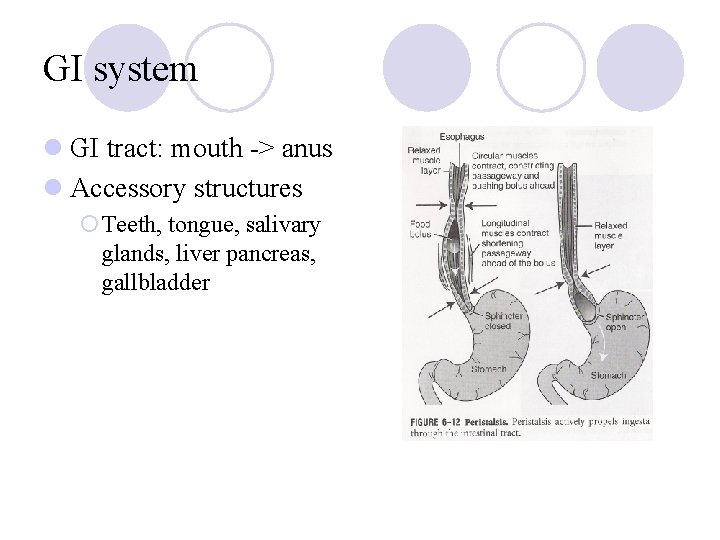 GI system l GI tract: mouth -> anus l Accessory structures ¡Teeth, tongue, salivary