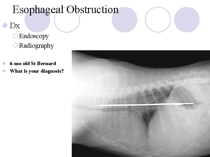 Esophageal Obstruction l Dx ¡ Endoscopy ¡ Radiography l 6 -mo old St Bernard