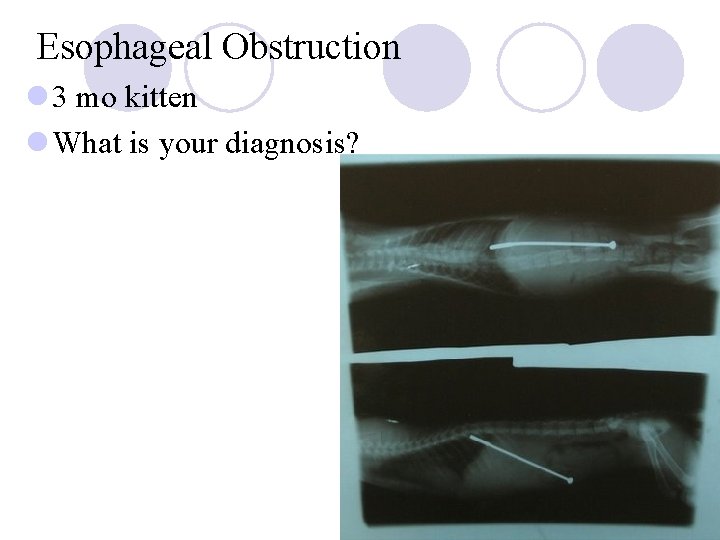 Esophageal Obstruction l 3 mo kitten l What is your diagnosis? 