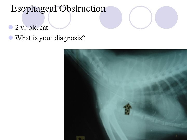 Esophageal Obstruction l 2 yr old cat l What is your diagnosis? 