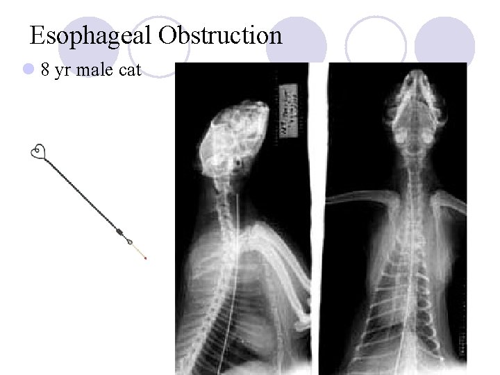 Esophageal Obstruction l 8 yr male cat 