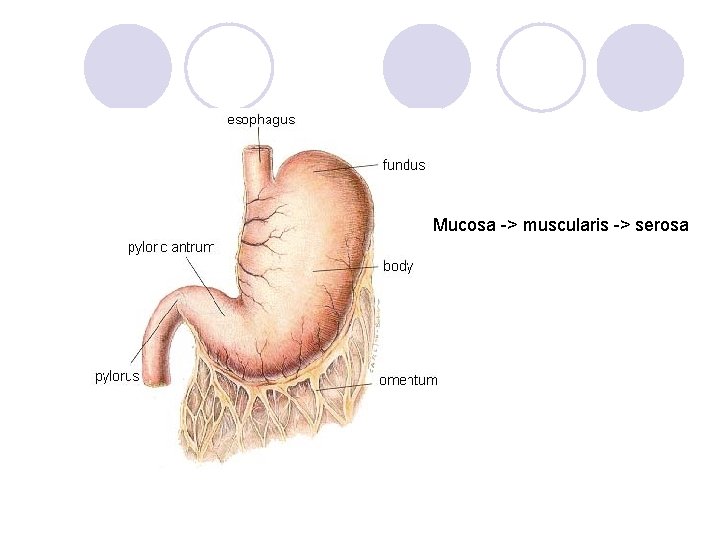 Mucosa -> muscularis -> serosa 