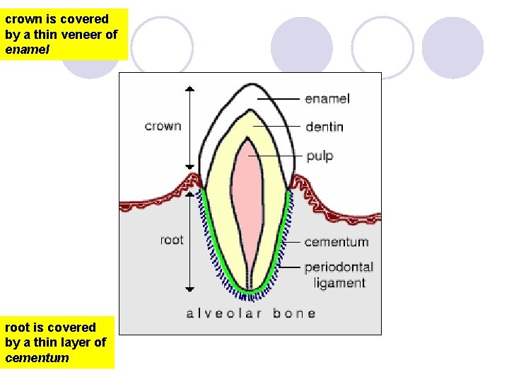 crown is covered by a thin veneer of enamel root is covered by a