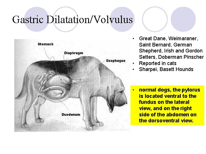 Gastric Dilatation/Volvulus • Great Dane, Weimaraner, Saint Bernard, German Shepherd, Irish and Gordon Setters,